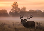 Wildlife portfolio