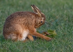 Brown Hare