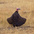 Lappet-faced Vulture spreading its wings