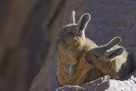 Wildlife of Chile portfolio
