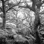 Wistmans Wood Dartmoor UK