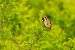 goldfinch Carduelis carduelis-9155
