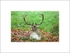"Deer" Holkham Estate