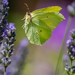 Brimstone male (Gonepteryx rhamni)