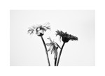 gerbera