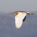 Squacco Heron (Ardeola ralloides)