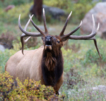 King of the Meadow
