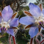 Borage (Borago officinalis) 
