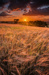 z3644 Sunset over the Barley Wheat, Brading Down