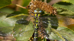 Southern Hawker Dragonfly