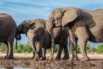 Elephant Baby 13