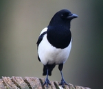 Magpie