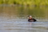 Red-necked Grebe