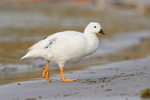 Kelp Goose (male) on beach, Carcass Settlement, Falklands