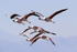 Group of Andean Flamingoes flying, Laguna Chaxas, Chile