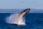 0A3A3884. Humpback Breach 18