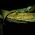 Agama Lizard - RLP_4695-2006