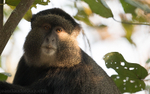Bwindi impenetrable forest