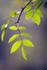 Green leaves with Backlight