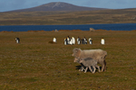 Ewe with Newborn Lambs