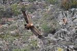 Griffon Vulture