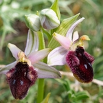 Promontory Orchid (Ophrys promontori) 