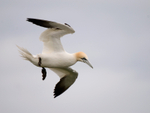 Gannet