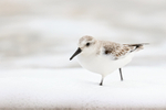 Sanderling wading in foam, Studland Bay, Dorset