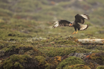 Crested Caracara landing, Saunders Island, Falklands