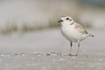 Snowy Plover (non-breeding adult), Fort De Soto Park, Florida