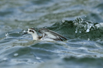 Red-necked Phalarope (juvenile) startled by approaching wave, Farmoor