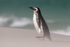 Magellanic Penguin walking, Leopard Beach, Carcass Island, Falklands