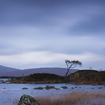 One Tree Island. Rannoch Moor, Scotland