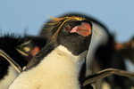 Macaroni Penguin portfolio