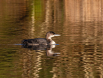 Great Northern Diver