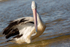 Pelican Preening 5