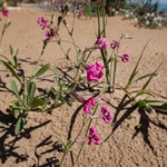 Pink pirouette (Silen colorata) 