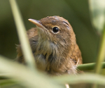 Reed Warbler close-up at Otmoor