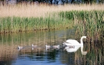 Cygnets2008 1