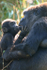 Gorilla and baby _AN018