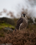 Peregrine Falcon portfolio