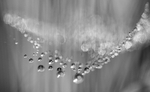 dew on web, Mynydd Llandygai