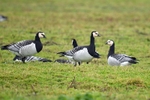 Barnacle Geese