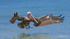 Galapagos Pelican 4