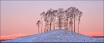 Winter Treeline