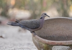African Mourning Dove.