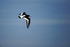 Oystercatcher - Blakeney Point