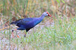 Grey-headed Swamphen, Harns Marsh, Florida