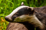 badger Meles meles-3