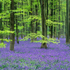 Bluebells EDC072